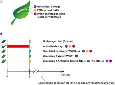 Disentangling the Potato Tuber Moth-Induced Early-Defense Response by Simulated Herbivory in Potato Plants